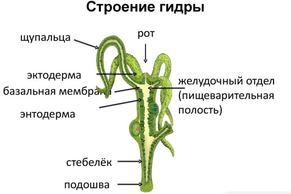 Kraken link
